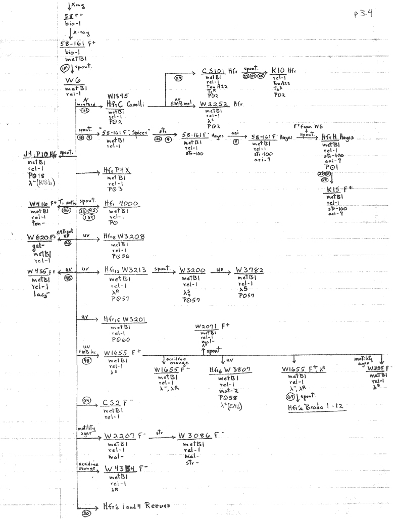 W13 b10-1 mutation lineage p3.4